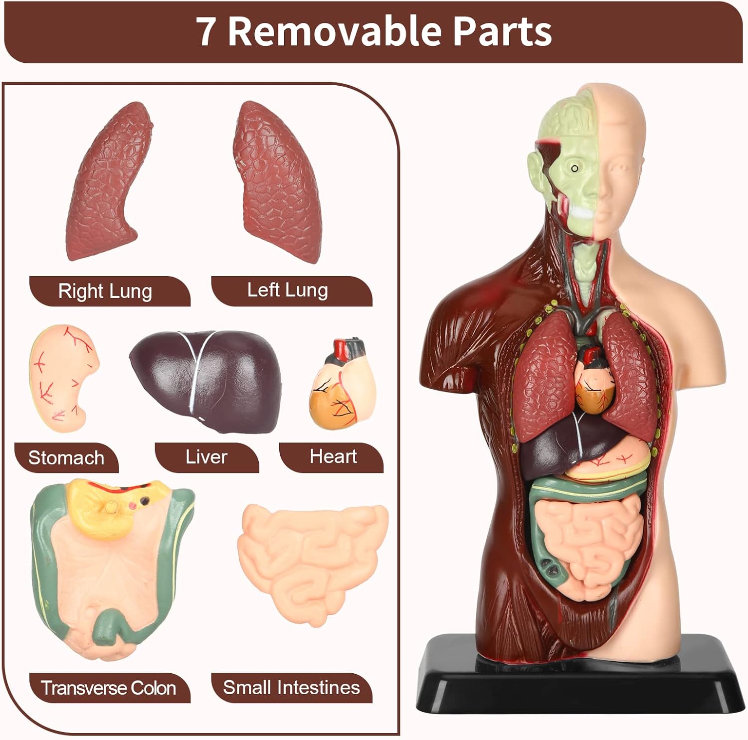 Human Body Model, 8 Pcs Removable with Skeleton Model for Kids | 9.6 inch Human Torso Anatomical Model with Various