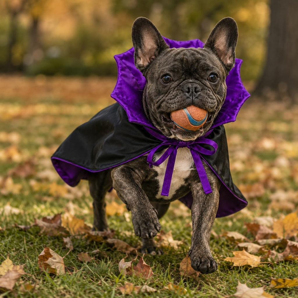 Small Dog Costume for Halloween, Vampire Cloak Dog Halloween Costume, Devil Cape Halloween Costumes for Small Dogs