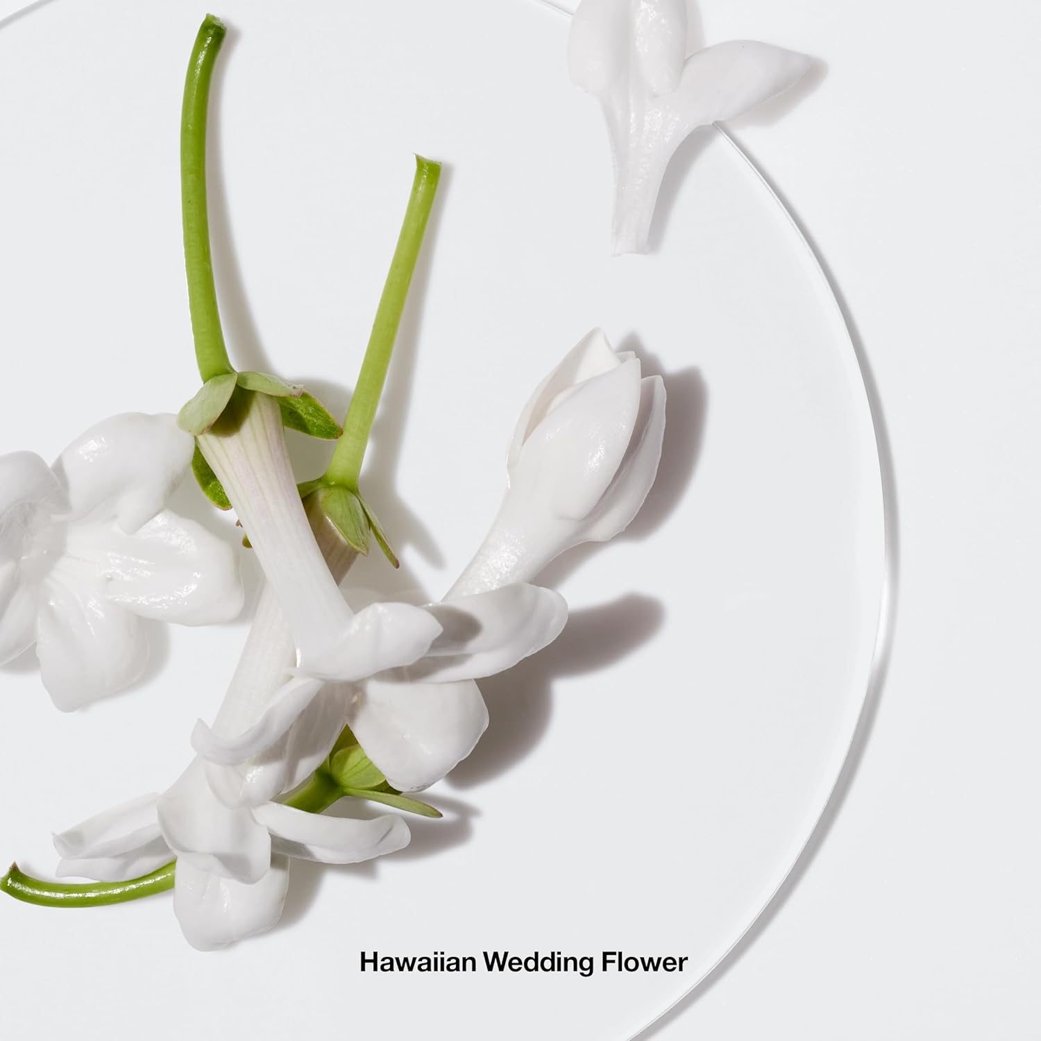Happy Body Spritz | Notes of Grapefruit, Bergamot, Hawaiian Wedding Flower + Spring Mimosa | Women's Fragrance, 4.2
