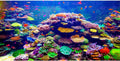 Undersea Aquarium Background 24x12 in Coral Tropical Fish Tank Backdrop