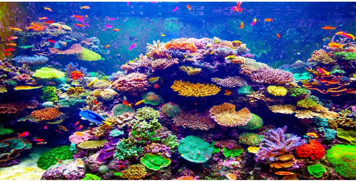 Undersea Aquarium Background 24x12 in Coral Tropical Fish Tank Backdrop