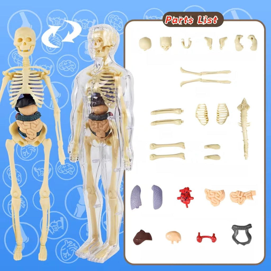 Human Anatomy Model Set Educational STEM Kit Teaching Skeleton Model Kit with Removable Organs Learning Tool for