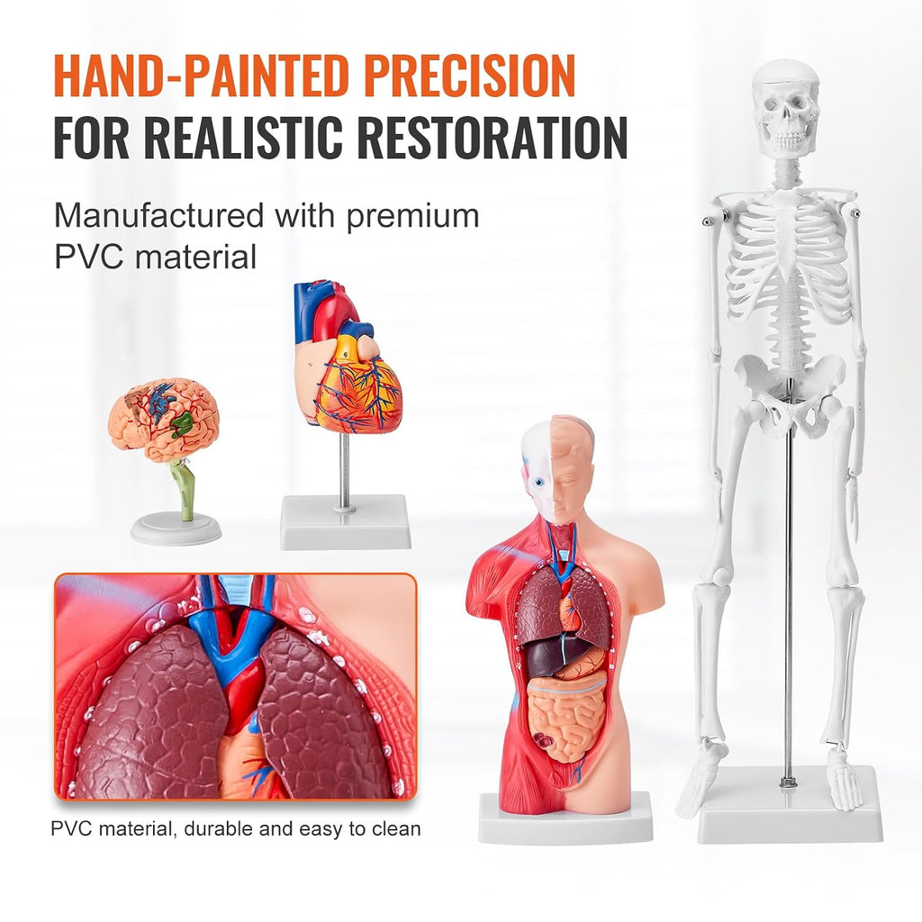 Human Anatomy Model Bundle Set - Human Skeleton, Brain, Human Torso Body, Heart - Set of 4, Detachable Hands-on 3D