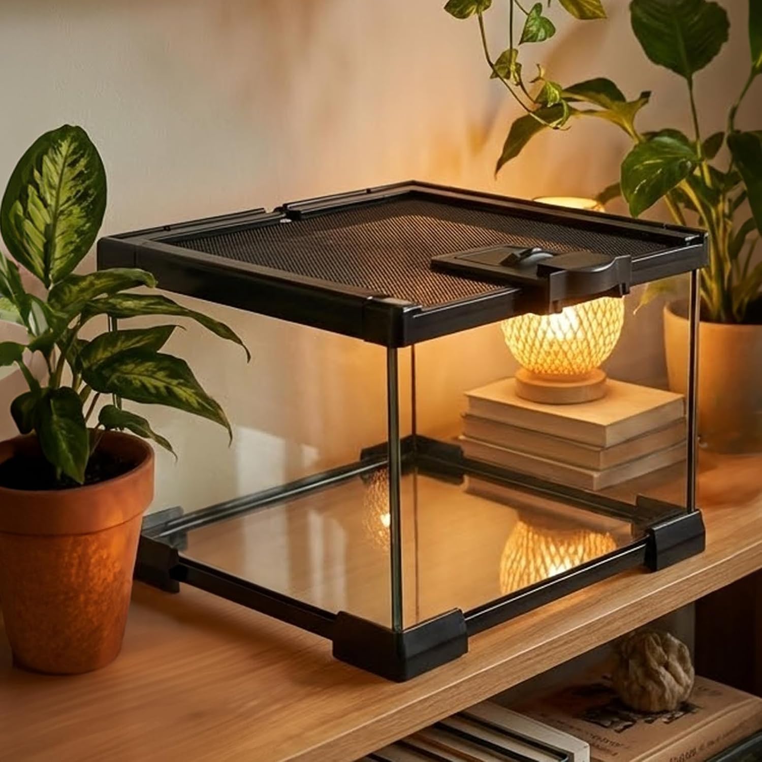 Small Glass Reptile Enclosure: 8x8x6 Full View Tarantula Enclosure | Lockable Sliding Screen Top Glass Terrarium