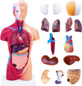 11 Inch Small Human Body Model for Anatomy Study - 15 Detachable Parts Educational Torso with Internal Organs, DIY