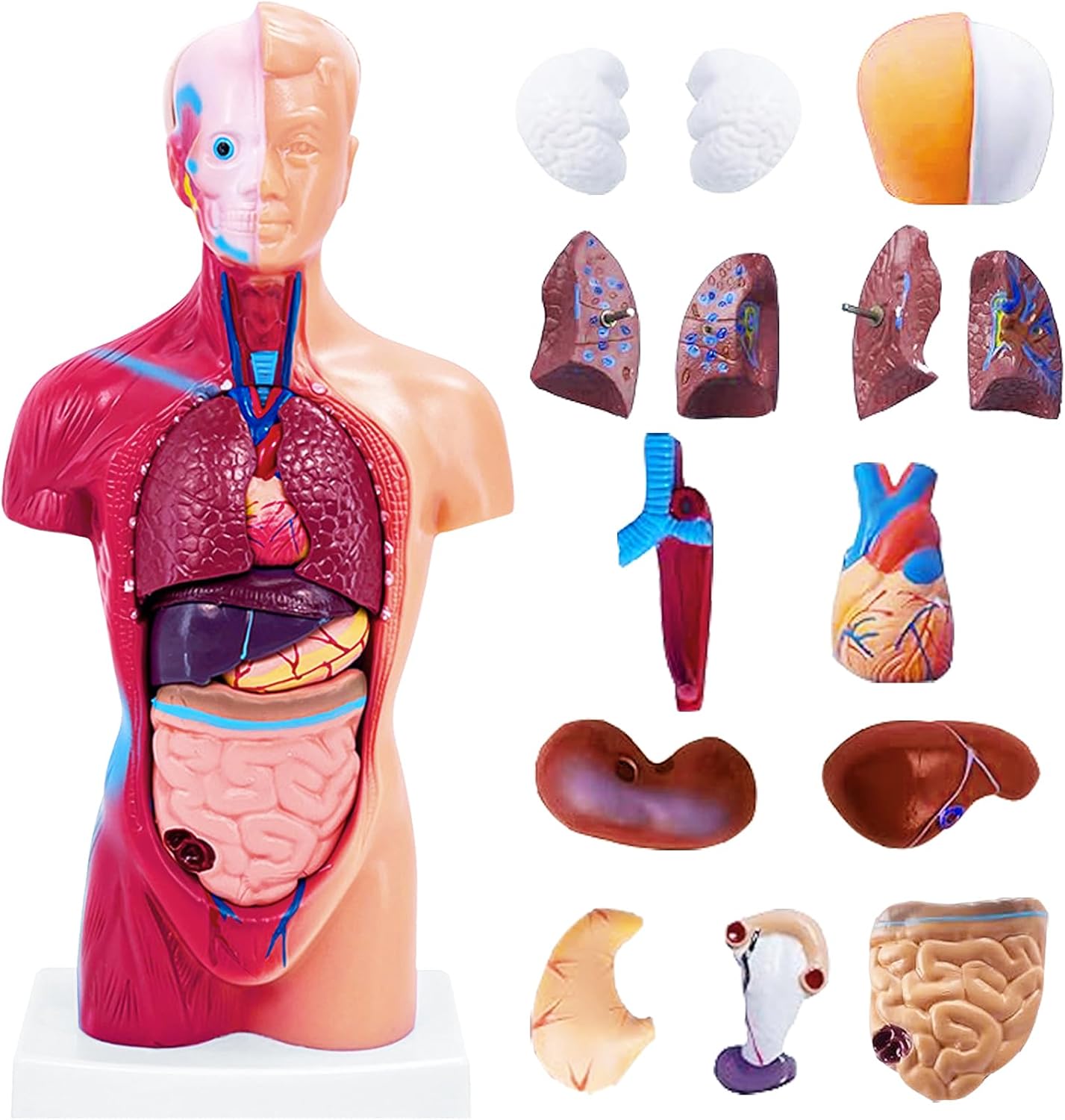 11 Inch Small Human Body Model for Anatomy Study - 15 Detachable Parts Educational Torso with Internal Organs, DIY