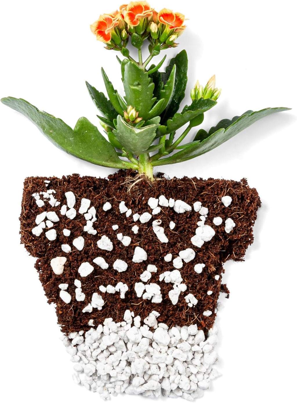 Perlite Bliss (24 Qts) - Organic Perlite for Plants Indoor Soil Amendment - Bulk Perlite for Gardening & Seed