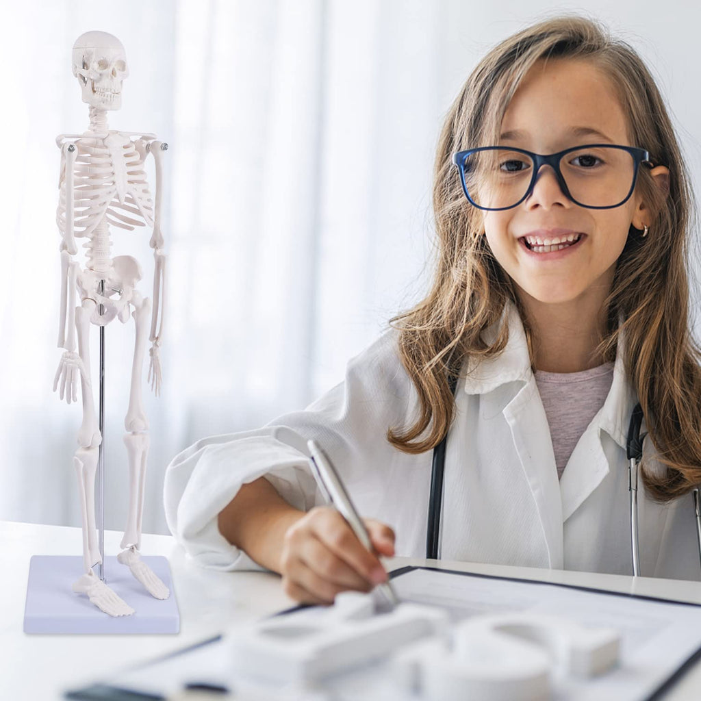 Human Skeleton Model for Anatomy: Scientific Model with Movable Arms, Legs & Display Stand - 17" Mini Human Skeleton