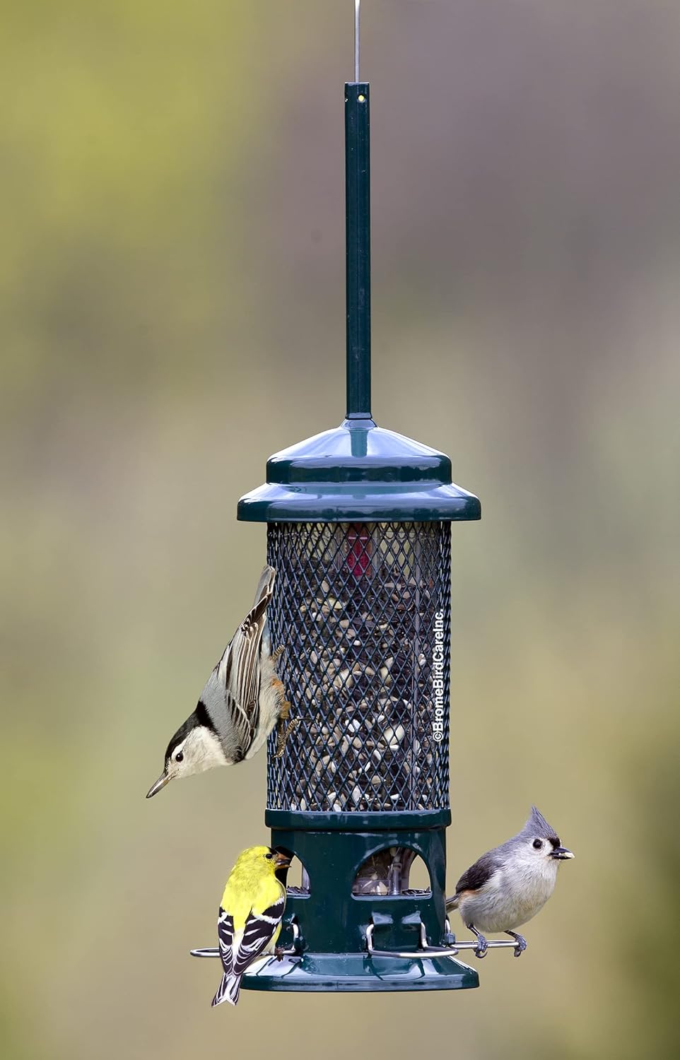 Squirrel Buster Standard Squirrel-proof Bird Feeder w/4 Metal Perches, 1.3-pound Seed Capacity, garden green