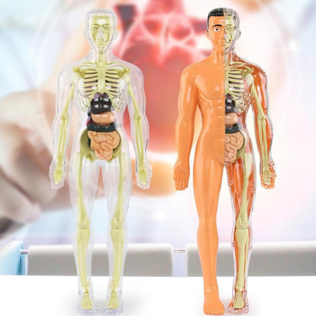 Human Anatomy Model Set Educational STEM Kit Teaching Skeleton Model Kit with Removable Organs Learning Tool for