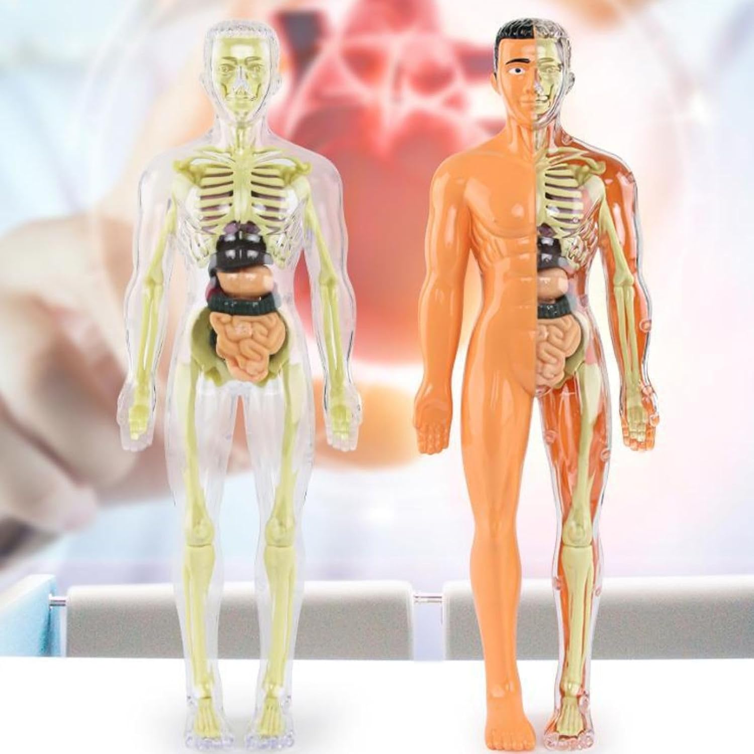 Human Anatomy Model Set Educational STEM Kit Teaching Skeleton Model Kit with Removable Organs Learning Tool for