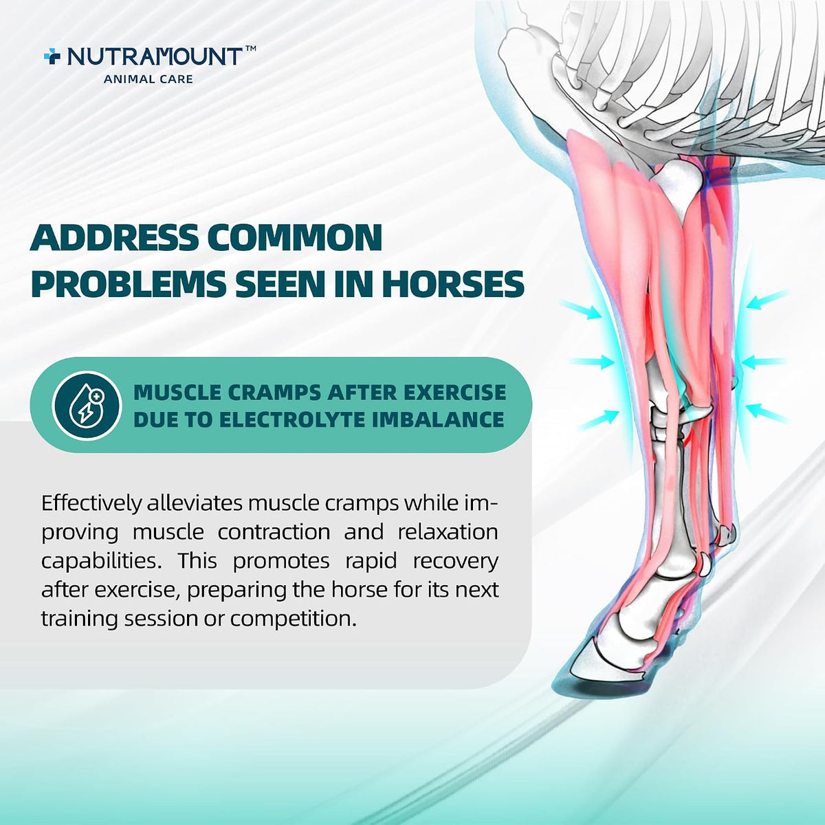 Equine Electrolytes Supplement with Apple Flavor, Replenish Lost Minerals & Support Hydration for Horses During