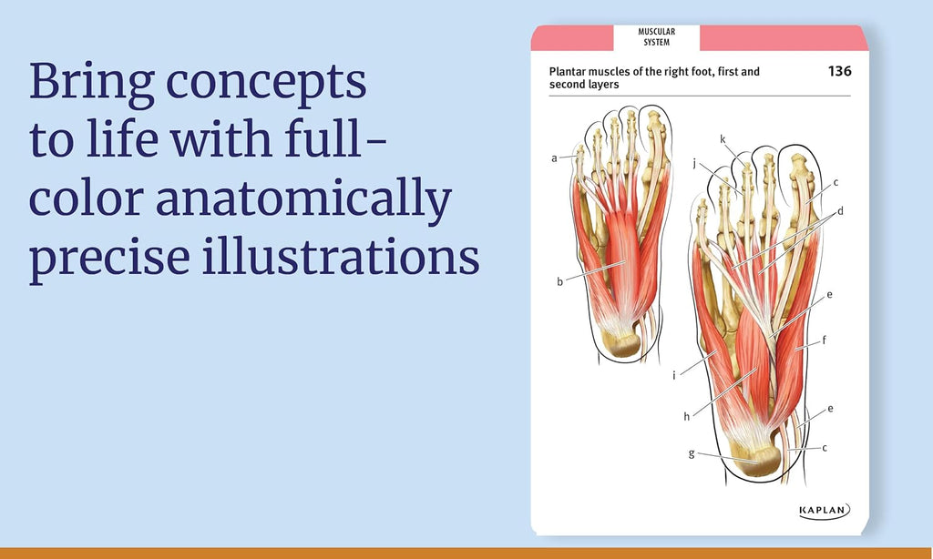 Anatomy Flashcards: 300 Flashcards with Anatomically Precise Drawings and Exhaustive Descriptions