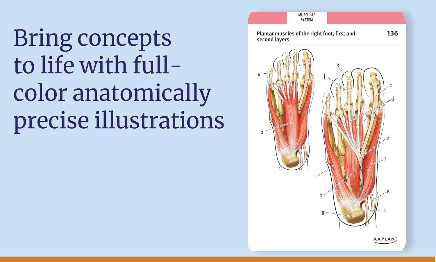 Anatomy Flashcards: 300 Flashcards with Anatomically Precise Drawings and Exhaustive Descriptions