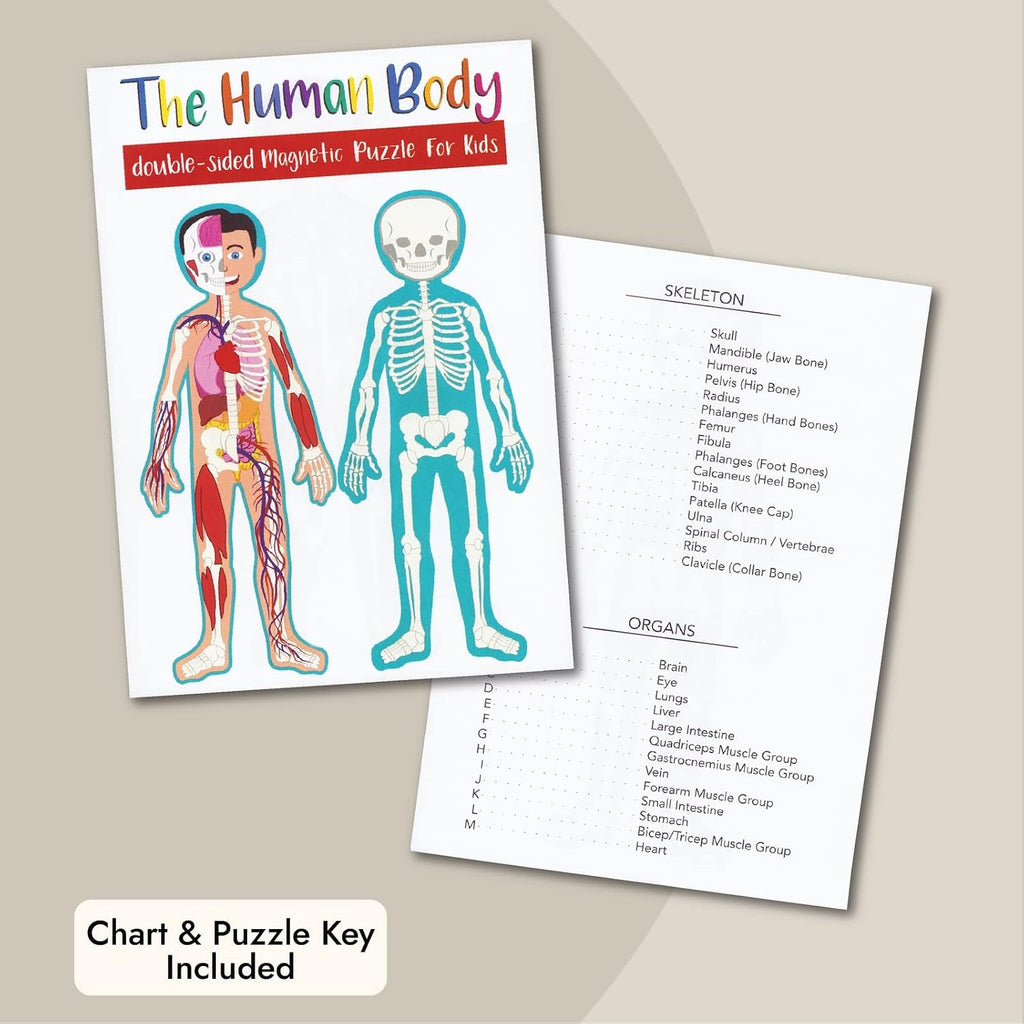 Interactive Magnetic Human Body Model - 3 ft, 17-Piece Double-Sided Anatomy Set for Kids - Human Anatomy with Organs