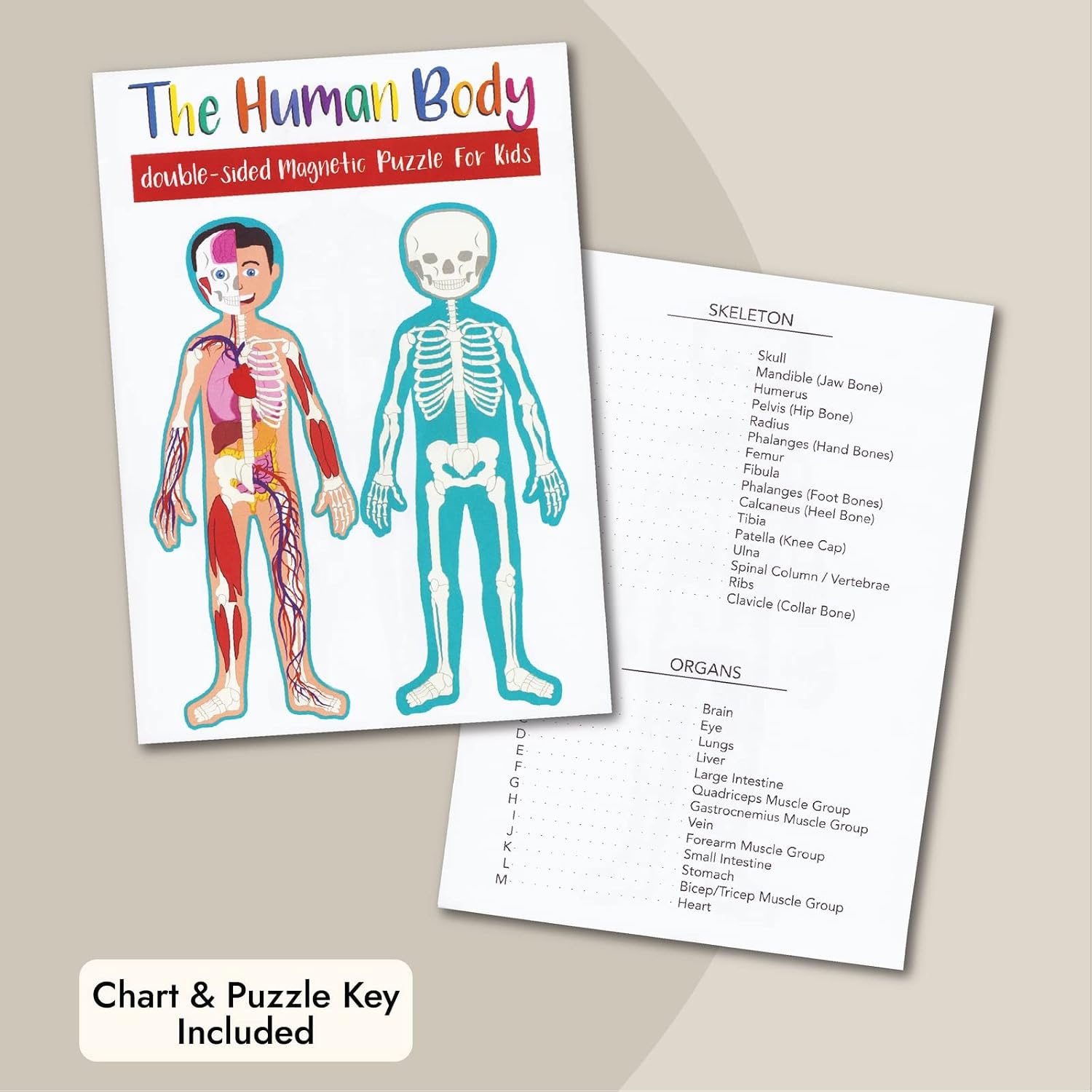 Interactive Magnetic Human Body Model - 3 ft, 17-Piece Double-Sided Anatomy Set for Kids - Human Anatomy with Organs