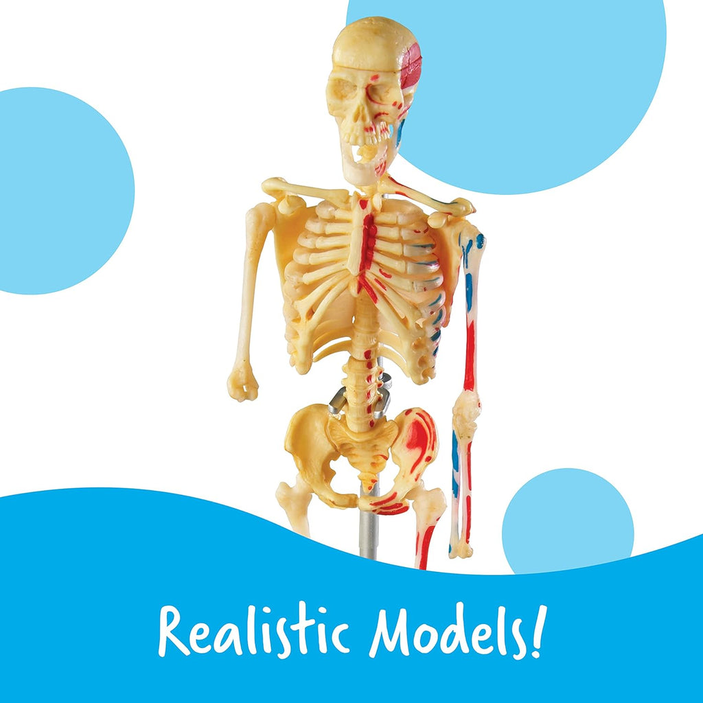 Anatomy Models Bundle Set | Skeleton and Physiology, Human Body Model , Science Classroom Must Haves, Biology Teacher