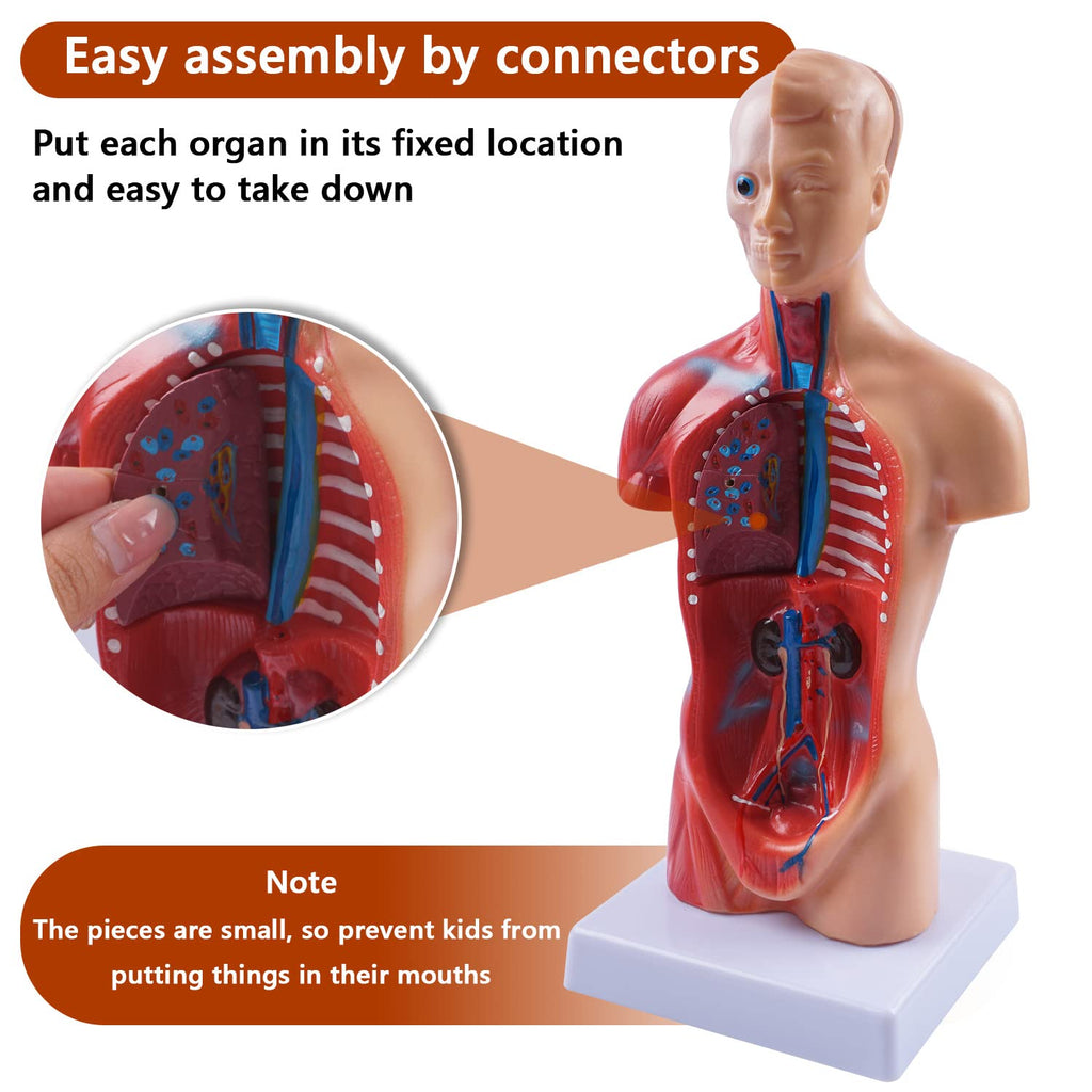 10.5inch Medical Torso Human Body Model Anatomy Doll 15 Removable Parts Education Organs Model for Teaching Study