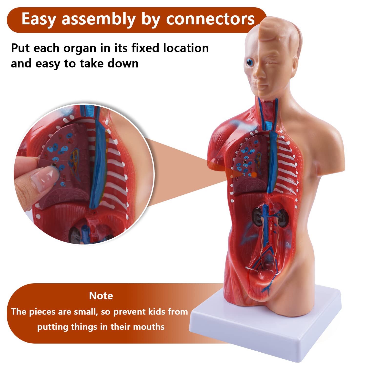 10.5inch Medical Torso Human Body Model Anatomy Doll 15 Removable Parts Education Organs Model for Teaching Study