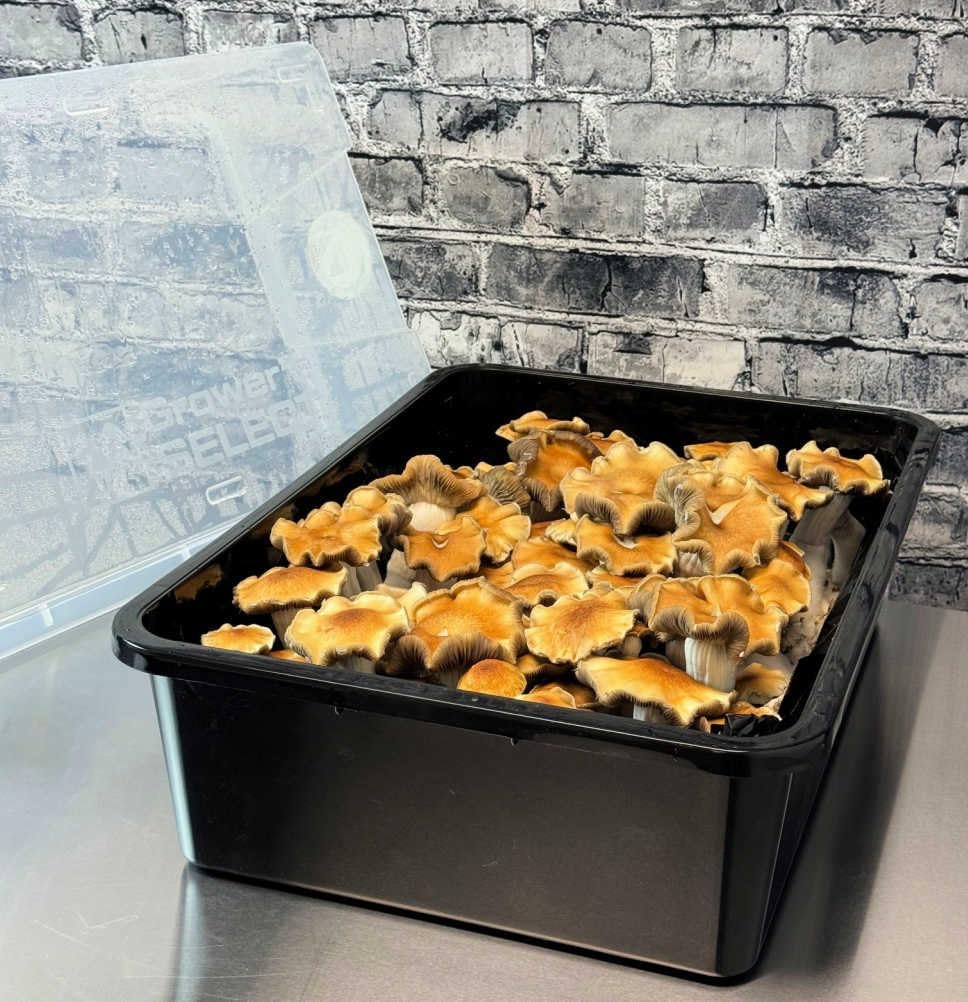 Premium 5-Grain Mushroom Spawn Bags | Sterilized Grain Spawn | Injection Ports | 2 Quarts Each Bag | 2 Bags per Box