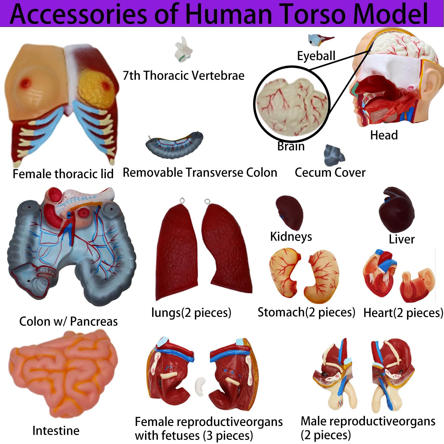 Anatomical Human Torso Body Model with 23 Removable Organs Parts 33.5in Life Size with Heart Head Skull Brain