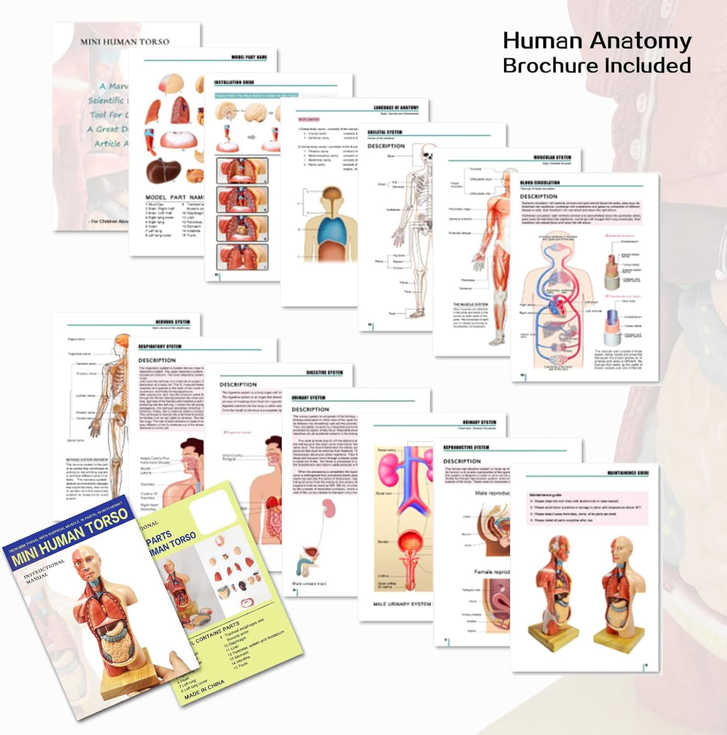 2026 New Human Body Model for Anatomy, 15 Pcs Removable 11 inch Human Torso Anatomical Model with Heart Head Skull