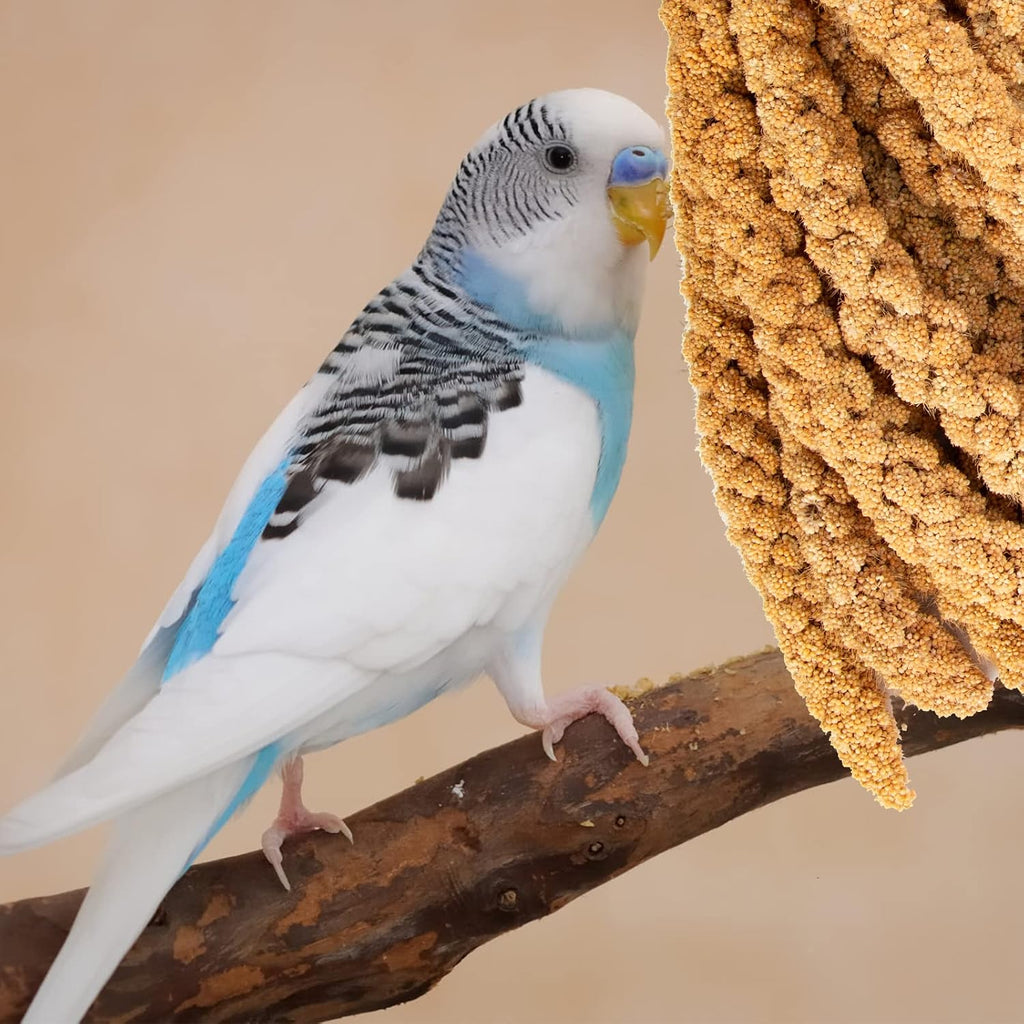 5.5LB Spray Millet for Parakeets, 100% Natural Sun-Dried Healthy Bird Treat, Non-GMO High Protein Fresh Millet Spray