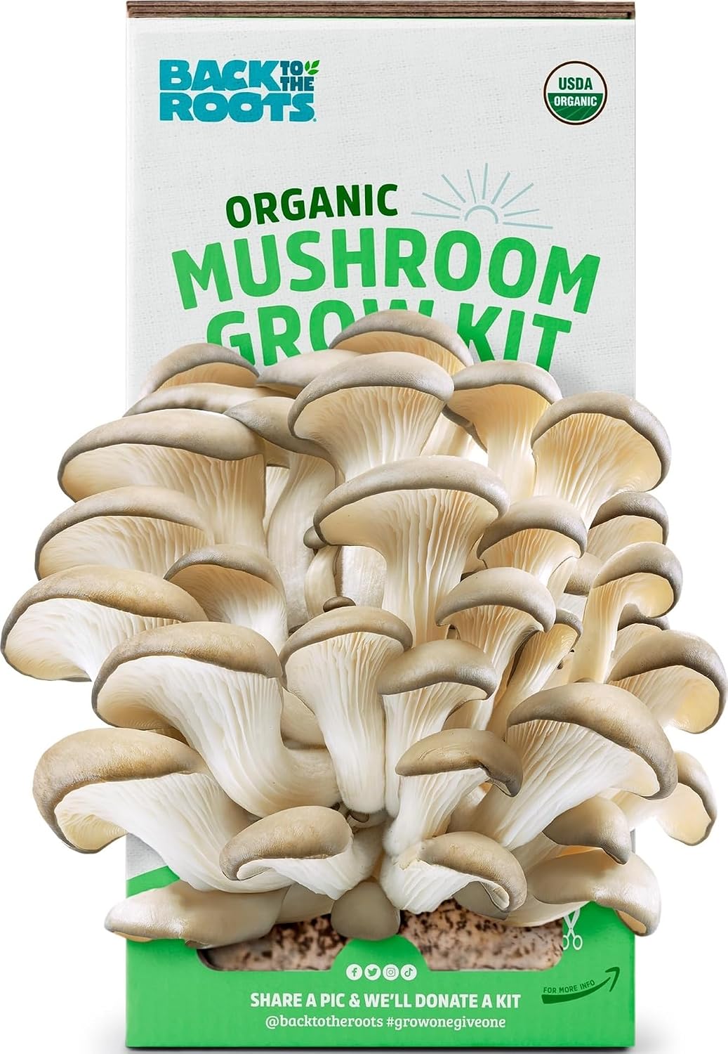 Organic Oyster Mushroom Grow Kit, Harvest Gourmet Mushrooms In 10 Days