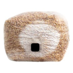 Organic Sterlized Mushroom Spawn Bag, 1 Pack