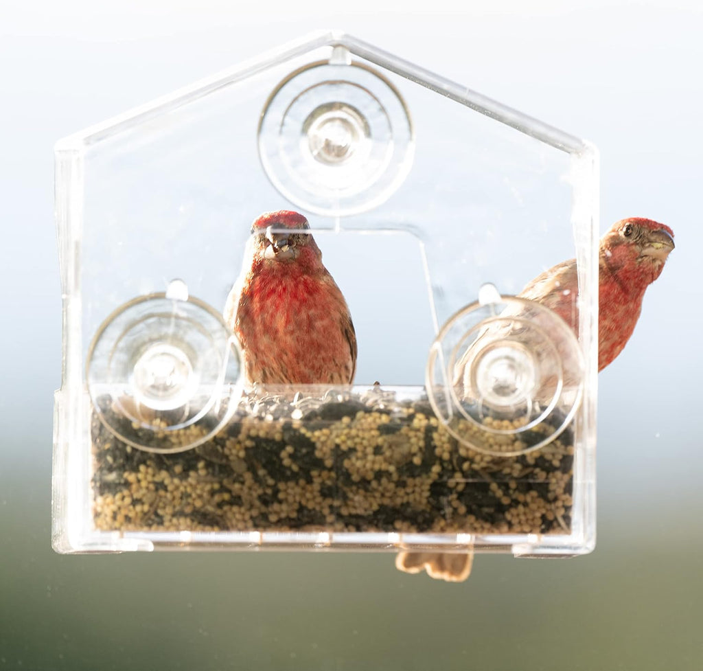 Clear Outdoor Window Bird Feeder with Strong Suction Cups – 1/2 Lb Seed Capacity - Perky Pet 345 - Entertaining Bird