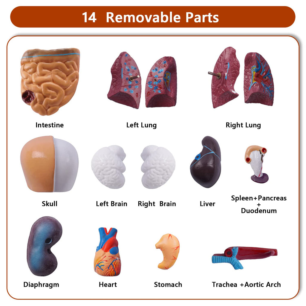 10.5inch Medical Torso Human Body Model Anatomy Doll 15 Removable Parts Education Organs Model for Teaching Study