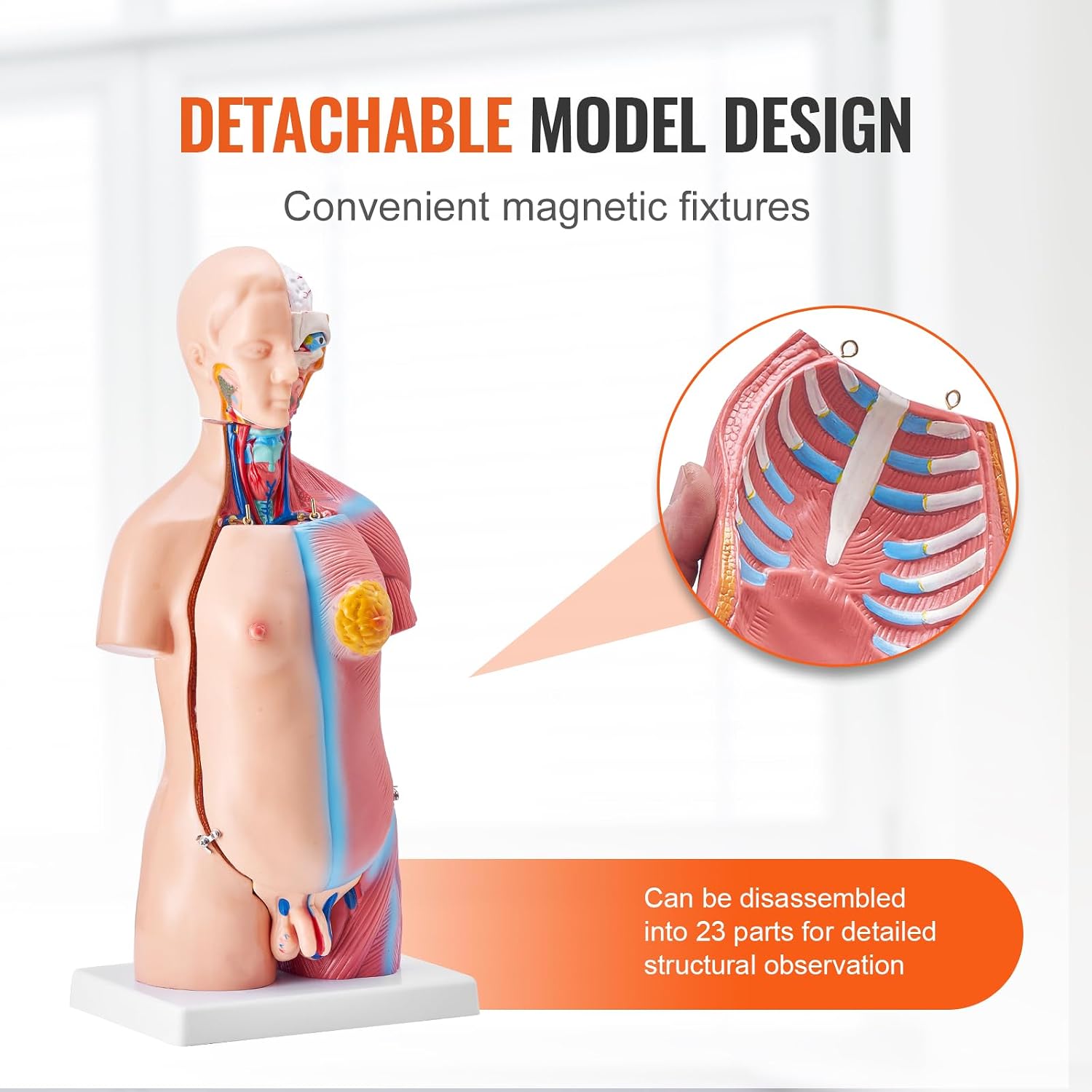 Human Body Model, 23 Parts 18 inch, Human Torso Anatomy Model Unisex Anatomical Skeleton Model with Removable Organs