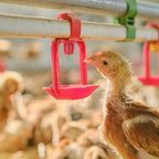 20pcs Chicken Nipple Waterer, Steel PVC, Easy Install, Red