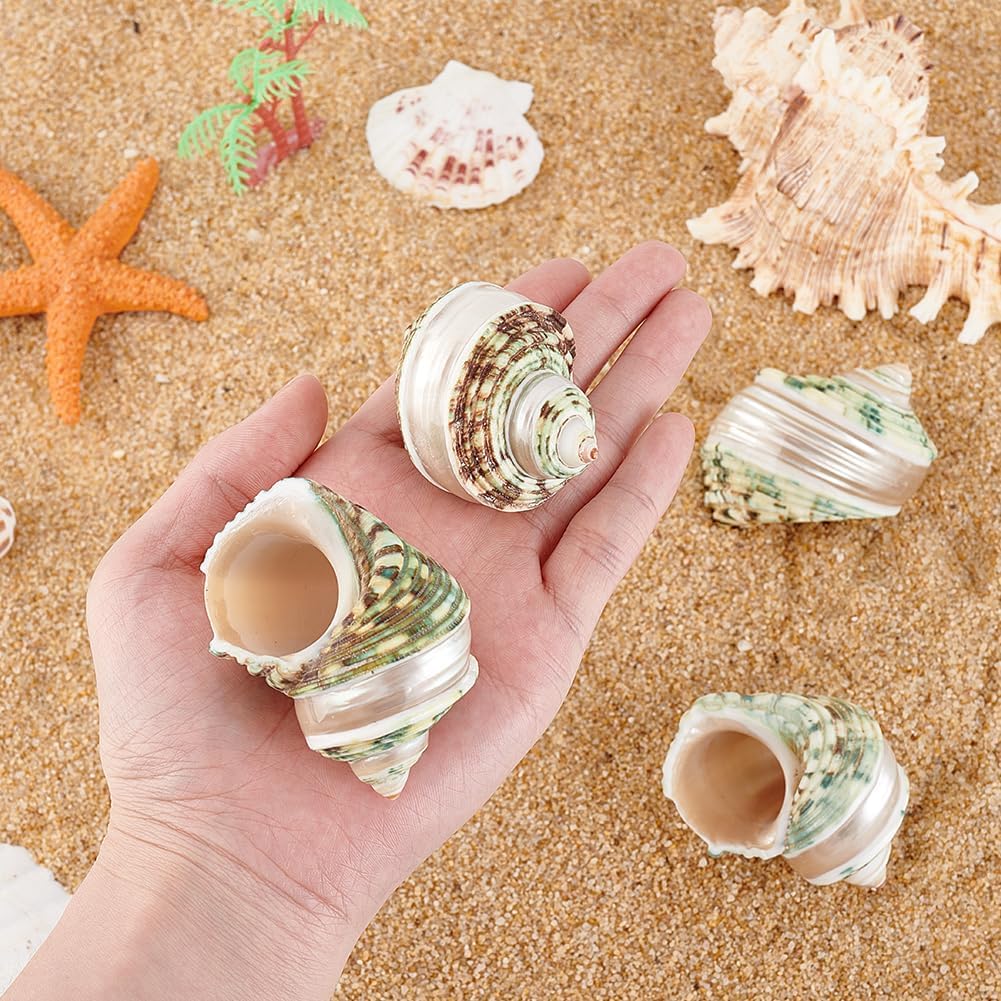 4pcs Hermit Crab Shells, 2.1~2.3 inch Natural Large Sea Shells Turbo Seashells Opening Mouth 1~1.1 inch Crab Sea