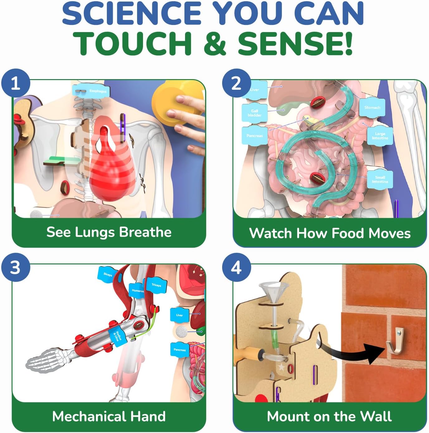 Interactive Human Body Model for Kids 8-14 Years I Dynamic Body Parts & Organs + Learning Booklet | Birthday Gift for
