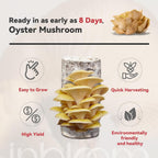 Large Organic Oyster Mushroom Growing Kit(4 lbs)