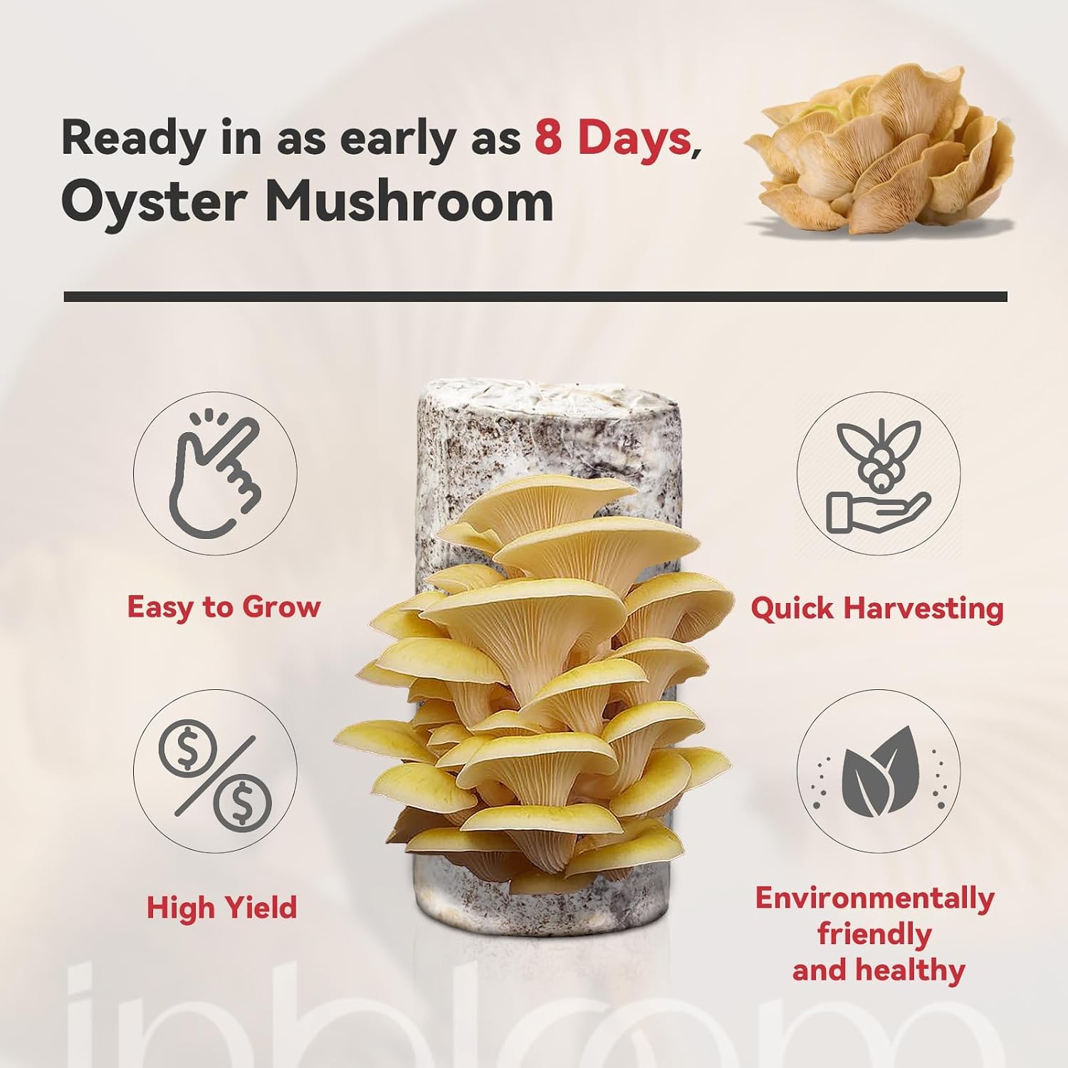 Large Organic Oyster Mushroom Growing Kit(4 lbs)