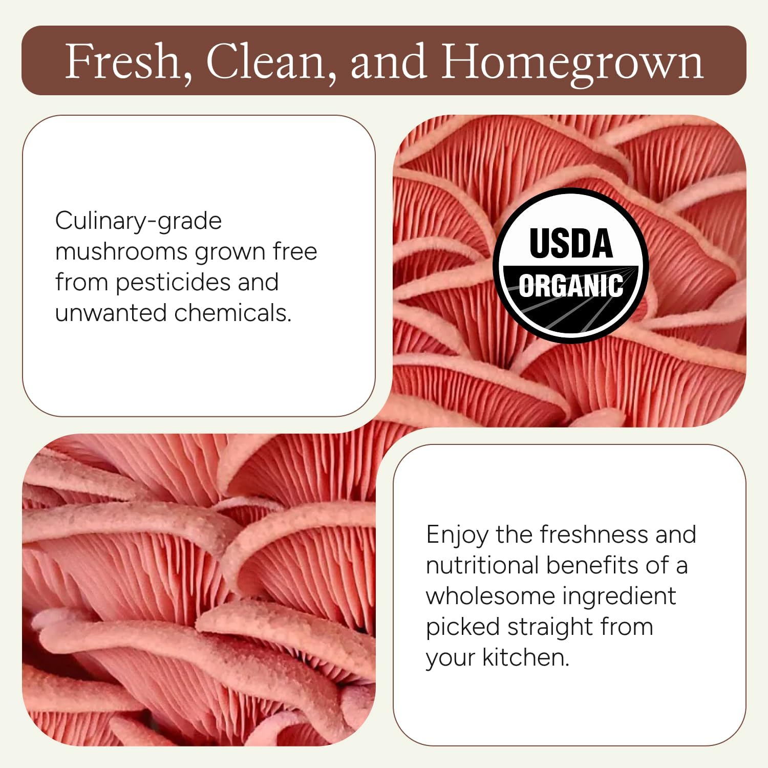Organic Pink Oyster Mushroom Grow Kit, 4 lbs