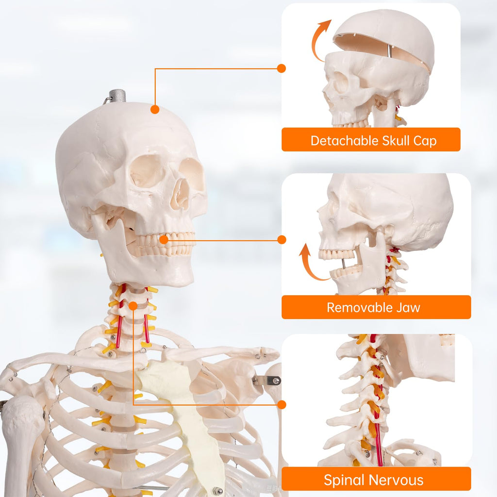 70.8" Human Skeleton Model for Anatomy, Nervous System & Charts, Stand | Full Size Posable Skeleton, Includes Nervous