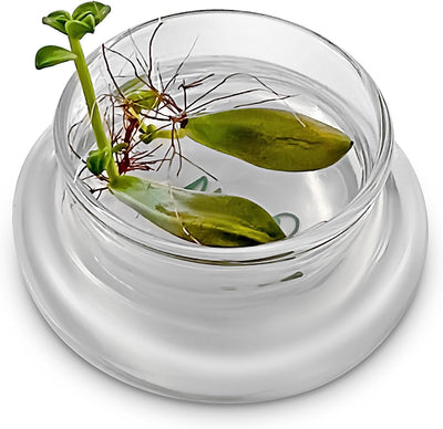 Terra Gel Plant Propagation Seed Starter Tray with Glass Dome – Advanced Technology Gardening Supplies Plant