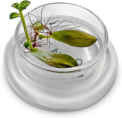 Terra Gel Plant Propagation Seed Starter Tray with Glass Dome – Advanced Technology Gardening Supplies Plant