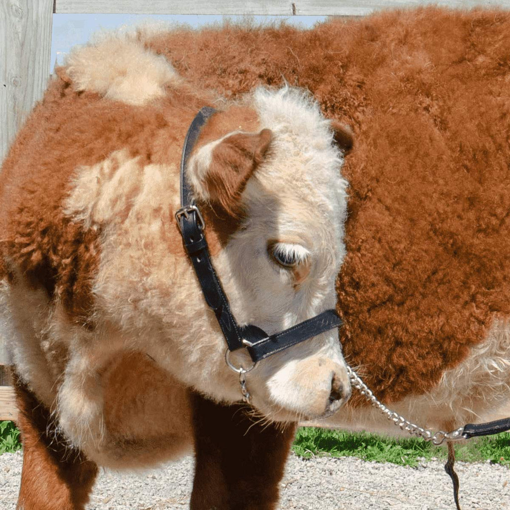New and Improved Premium Flat Fancy Stitch Leather Cattle Show Halter with Matching Chain Lead