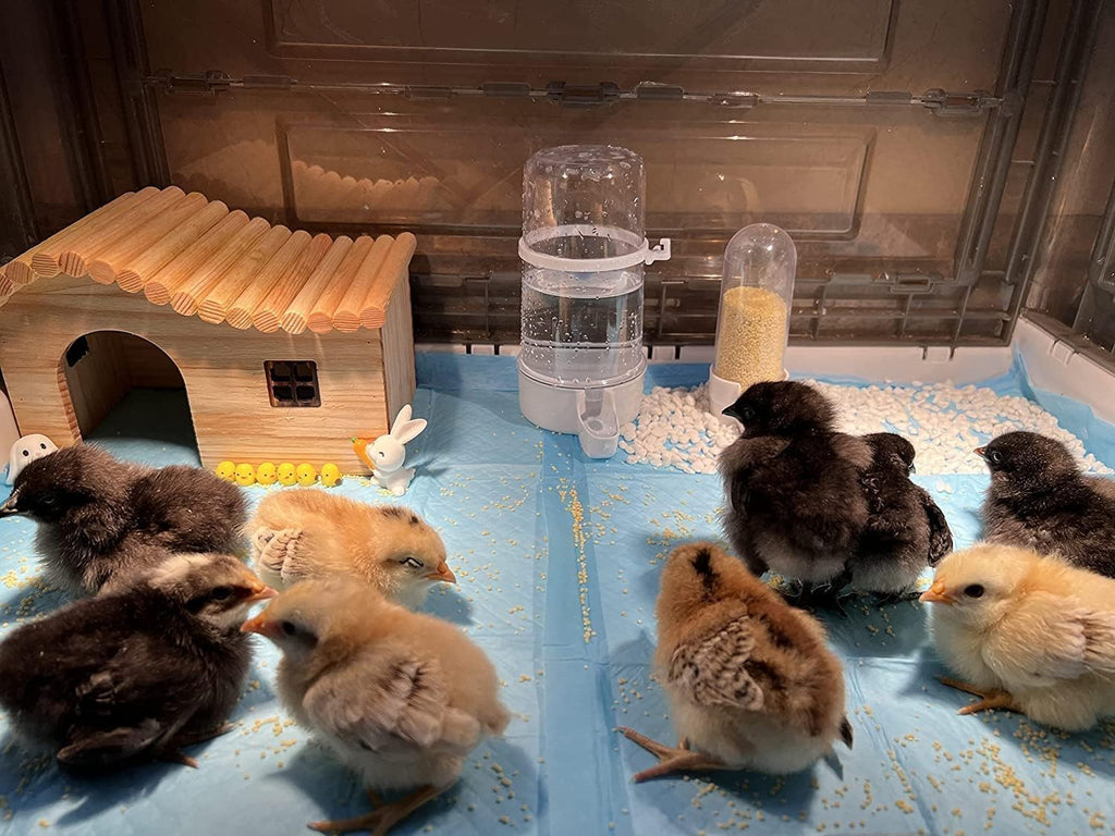 Chick Brooder,Brooder Box for Chicks,Brooder Heater Warms up to Chicks (16″x11.5″x10″)