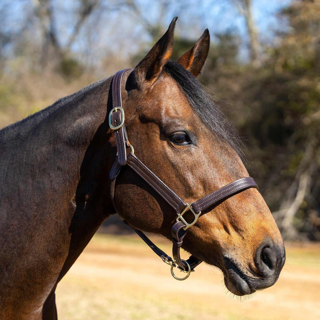Versailles Triple Stitched Leather Horse Halter with Double Buckle Crown & Throat Snap, Adjustable Premium Leather