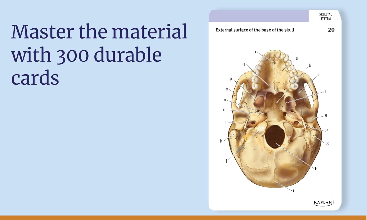 Anatomy Flashcards: 300 Flashcards with Anatomically Precise Drawings and Exhaustive Descriptions