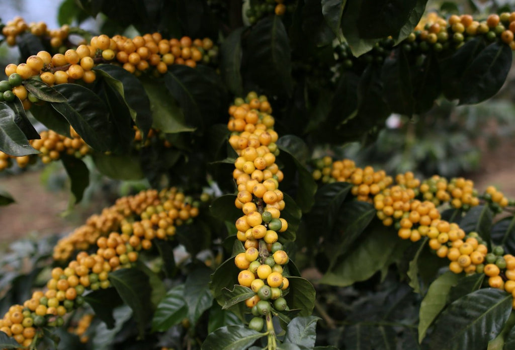 Good Times Coffee Company Green Unroasted Coffee Beans, Guatemalan Cubulco (1 Pound)
