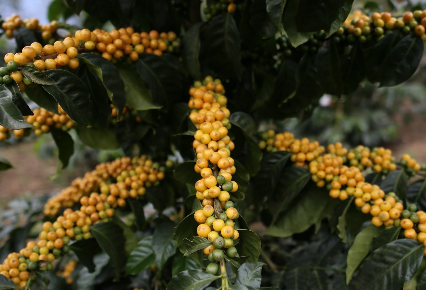 Good Times Coffee Company Green Unroasted Coffee Beans, Guatemalan Cubulco (1 Pound)
