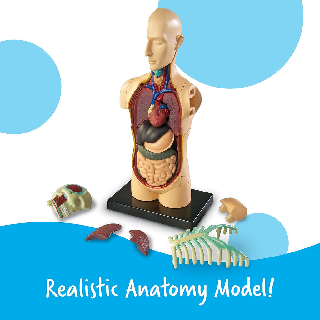 Human Anatomy Model Body | Science Classroom Demonstration Tools, Realistic Human Anatomy Display, 31 Pieces, Grades