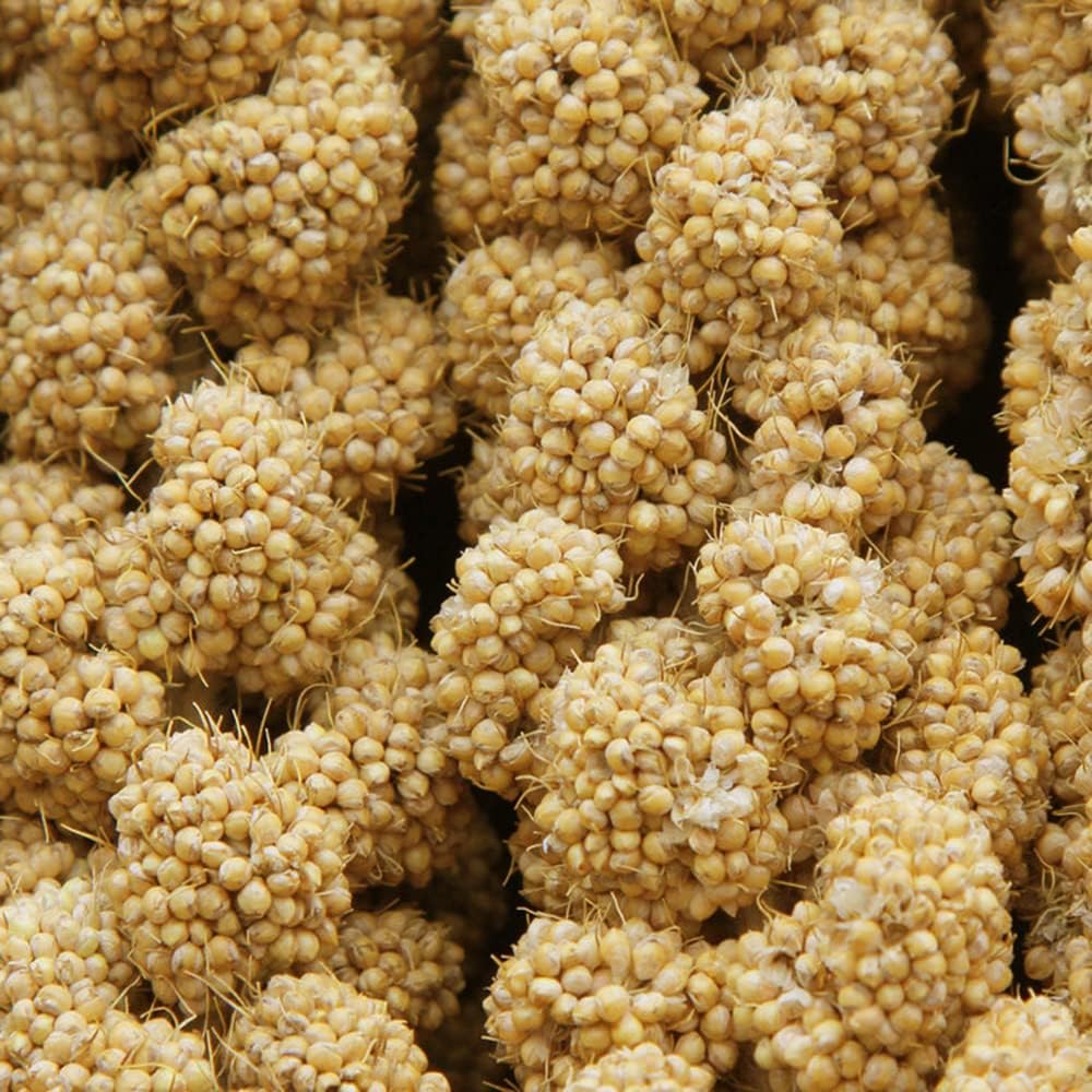 Spray Millet Treat for Birds Parakeets, Millet for Birds, Natural Bird Food | 1LB Healthy Bird Treat for Cockatiels