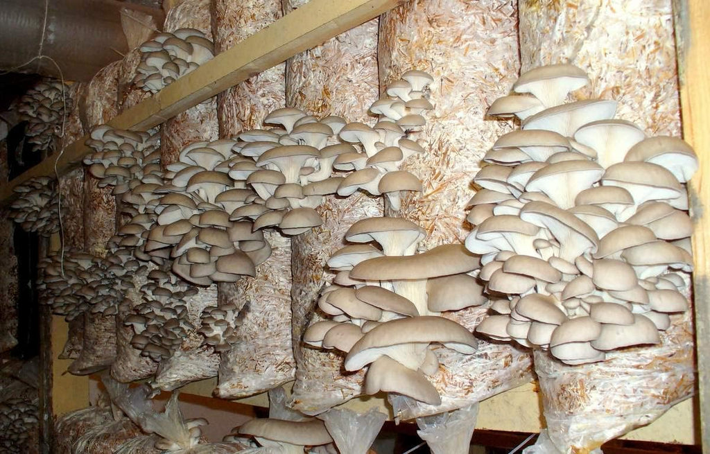 100+ Oyster Mushrooms Mycelium Spawn Spores - Mushroom Brown